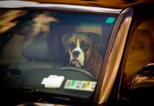 Vozio pijan, pa stavio psa na mesto vozača kada ga je zaustavila policija